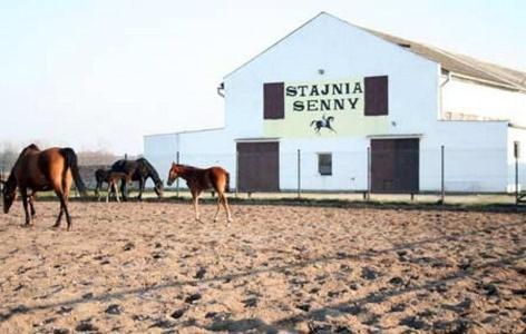 Noclegi Przy Stajni Senny - Horse Riding Леба Экстерьер фото