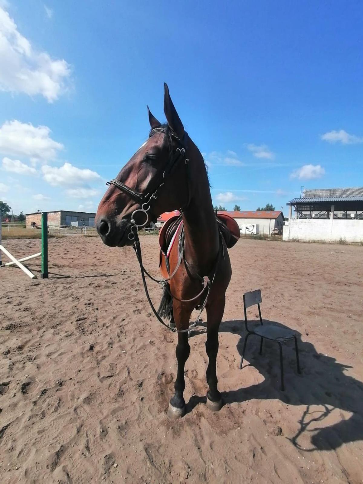 Noclegi Przy Stajni Senny - Horse Riding Леба Экстерьер фото